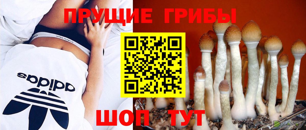 Галлюциногенные грибы Magic Shrooms  Вход с VPN  Псилоцибиновые грибы прущие грибы  Сертолово 